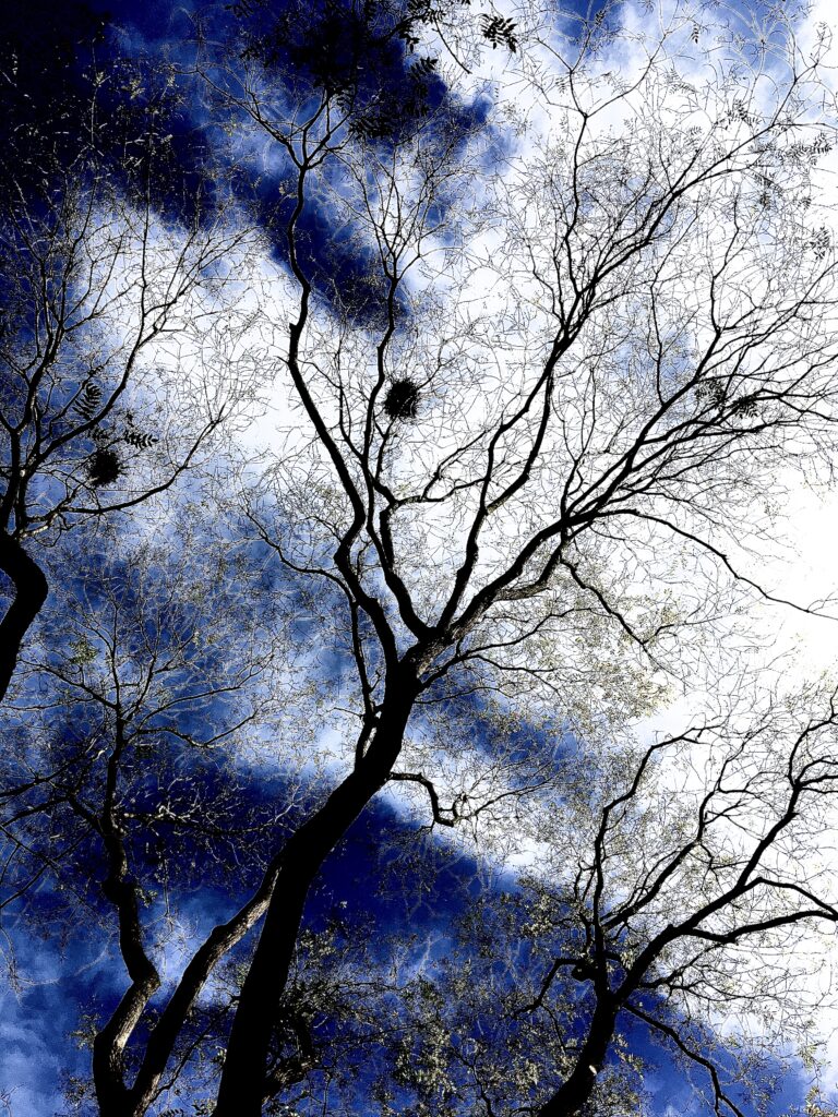 Kahler herbstlicher Baum vor blau-weissem Himmel